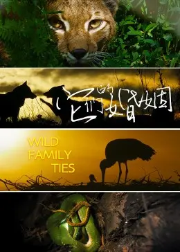 《它们的婚姻》：当爱变成一场史诗冒险，揭开婚姻最致命真相！