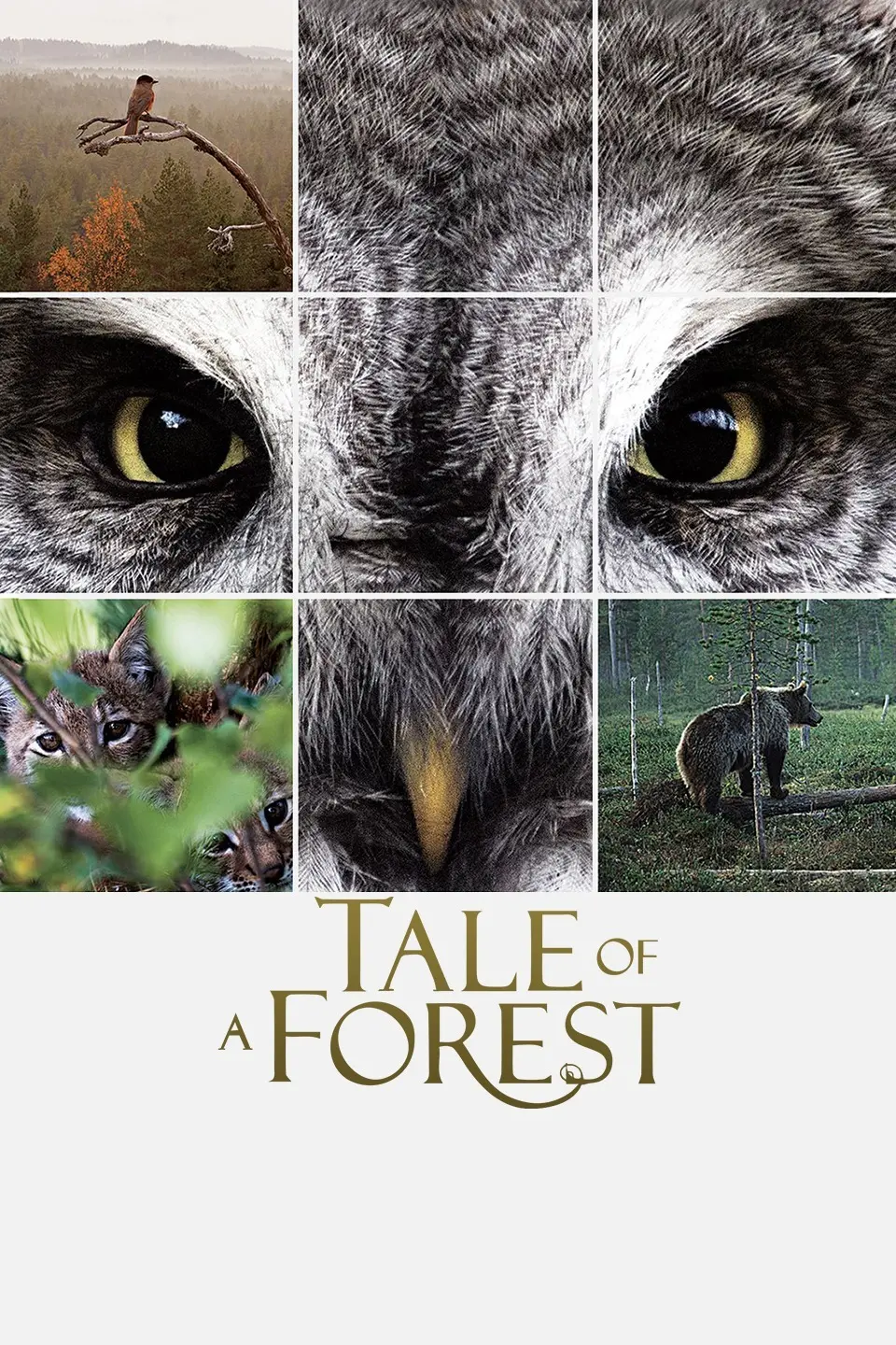 《森之传说》：童年纯真回忆与成长阵痛的奇幻之旅，一段关于勇气与友谊的永恒赞歌